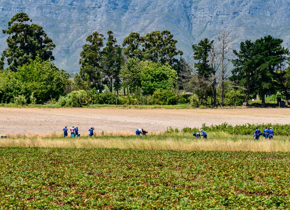 Workers on a strawberry farm in South Africa