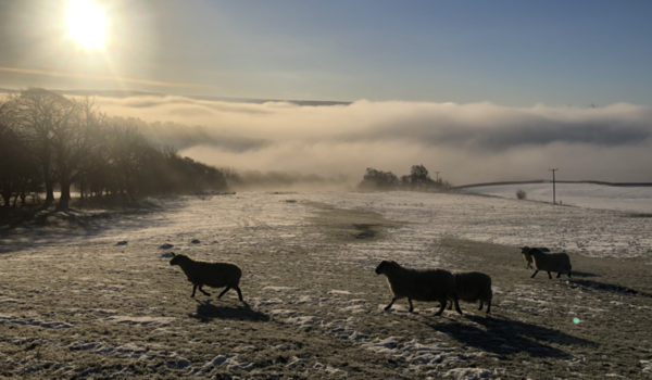 Sheep walking across a hilly field.