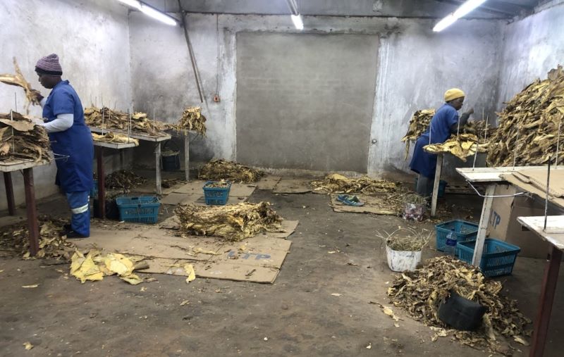 Two workers in an outdoor building processing dried tobacco leaf