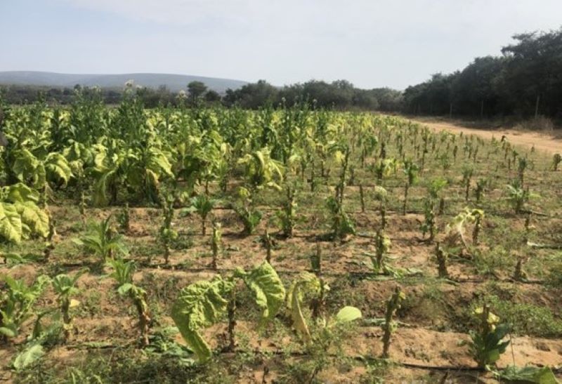 Field of tobacco crop