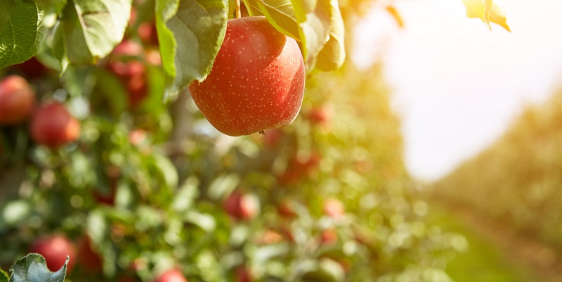 Apple in orchard