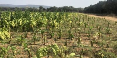 Dr Peter Gittins writes for the Farmers Weekly