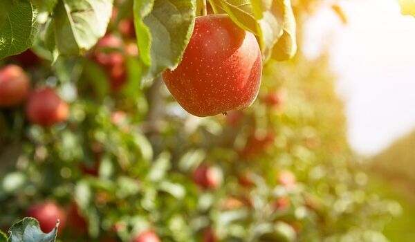 Apple in orchard