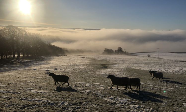 Sheep walking across a hilly field.