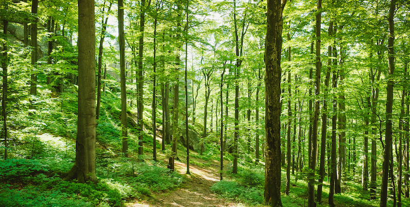 Forest full of green trees