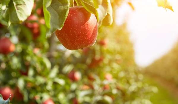 Apple in orchard
